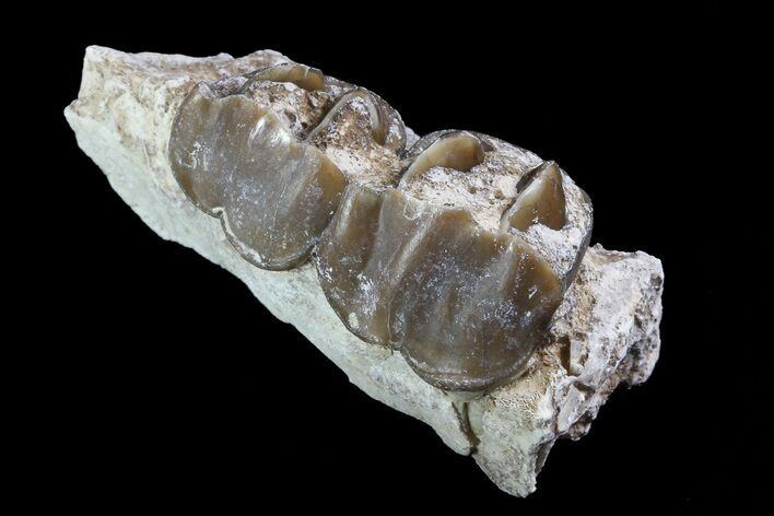 Hyracodon (Running Rhino) Jaw Section - South Dakota #80159